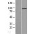Western Blot: Aconitase 1 Lysate [NBL1-07243] - Western Blot experiments. 
Left-Control; Right -Over-expression Lysate for ACO1